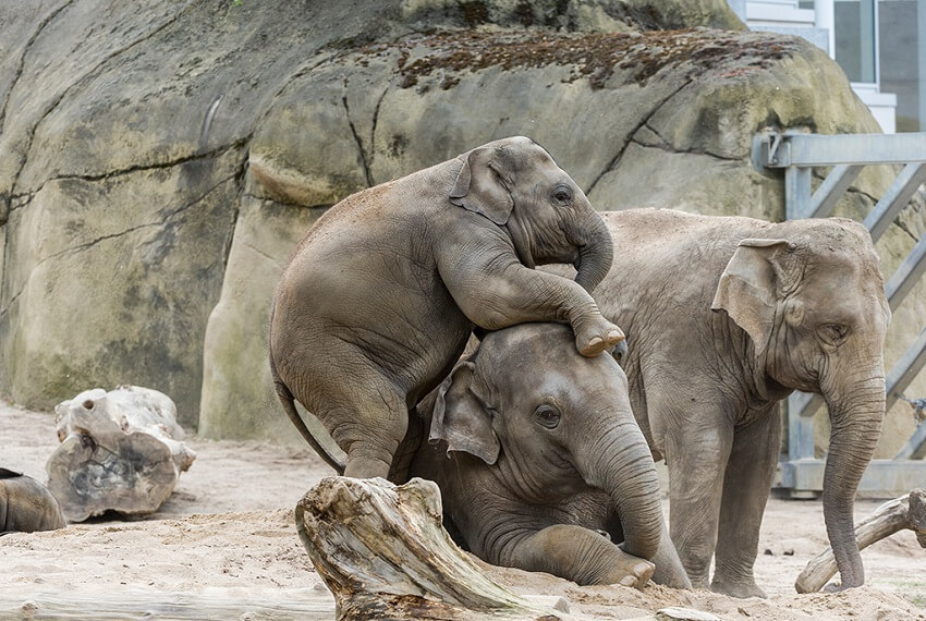 Zoo_Elephants
