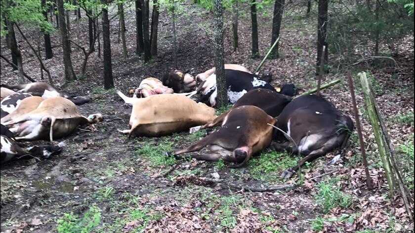 cows-dead