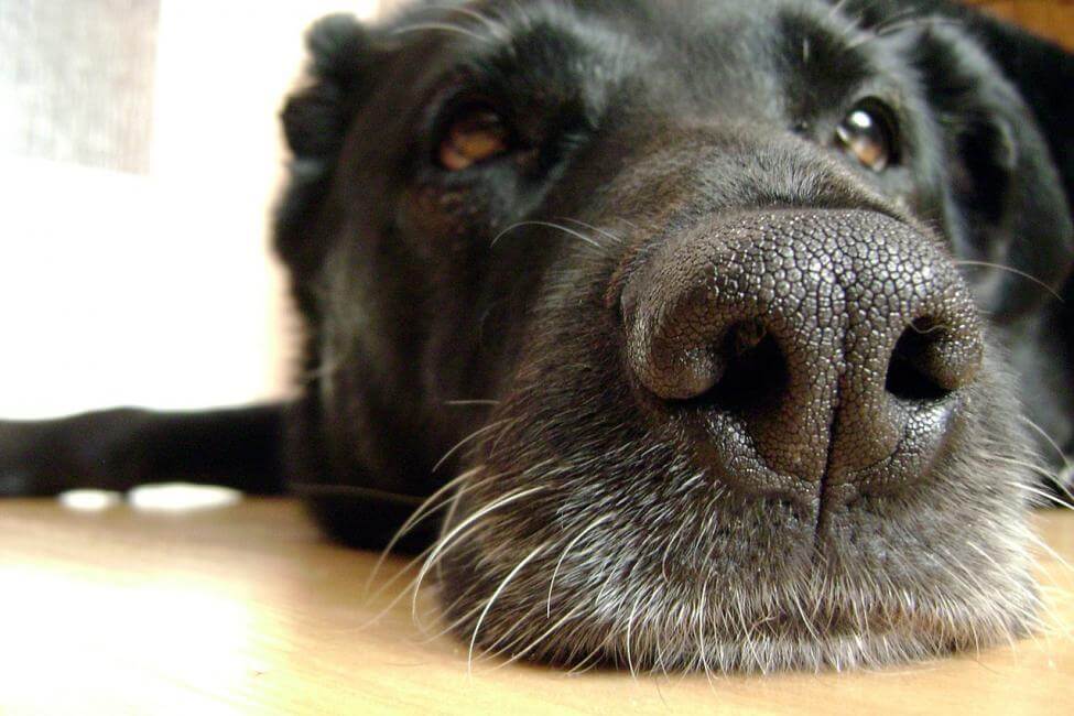 Dogs-may-be-able-to-sniff-out-malaria-study-says (1)
