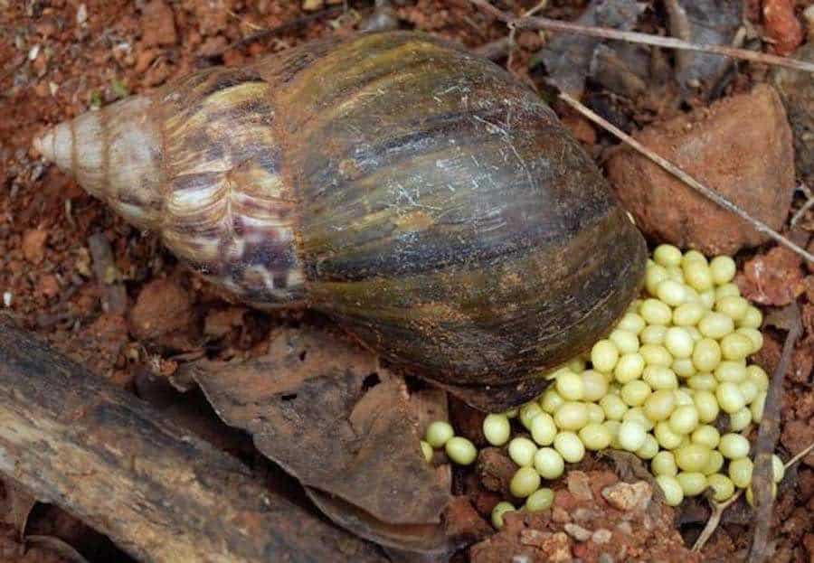 Snail-farming-business-in-Nigeria (1)