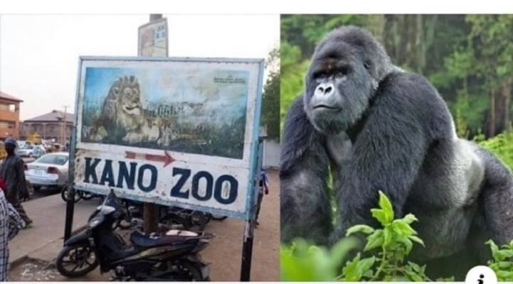 Gorilla-Kano-Zoo