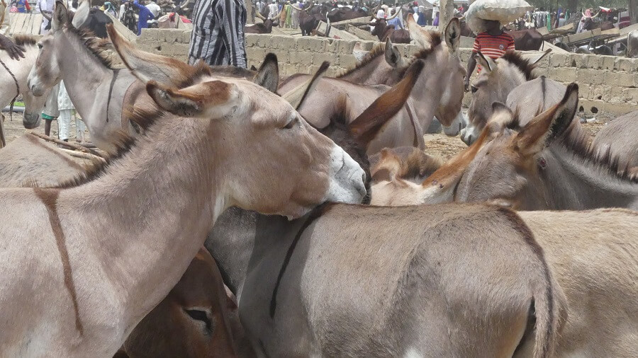 Donkey-Business-in-Nigeria
