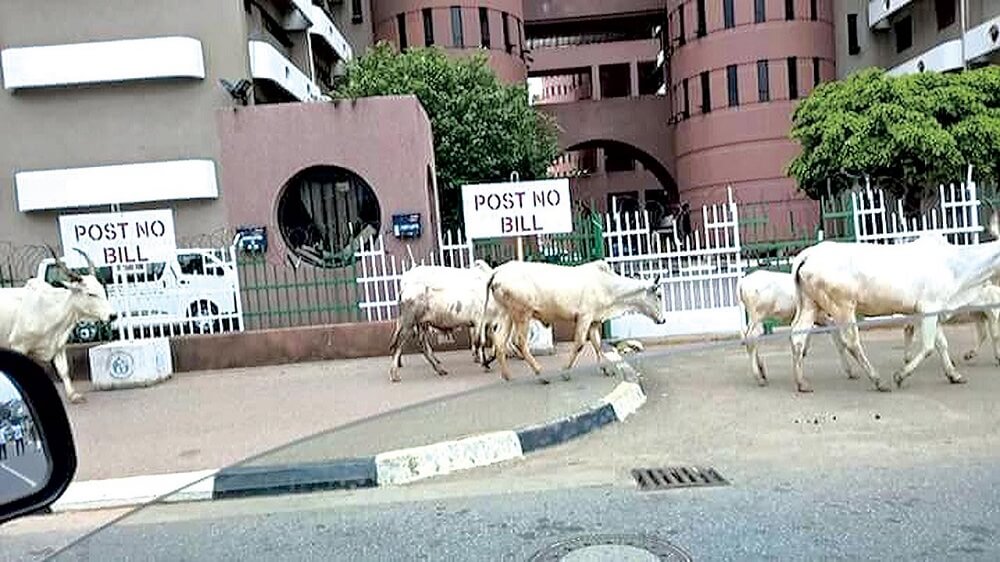 Cows-in-Abuja