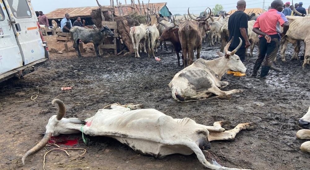 Karu livestock market