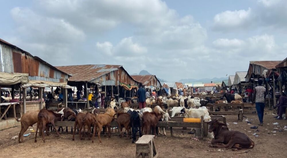 Ram Section of the Dei Dei Livestock Market