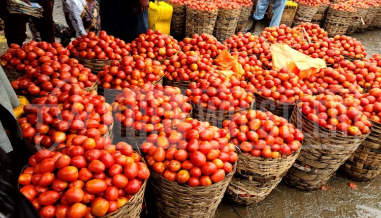 Tomato Prices To Crash From August — Traders