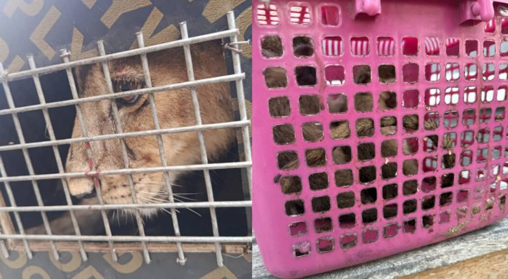 Customs Seize Lion Cub, Monkeys In Smuggling Attempt To Benin