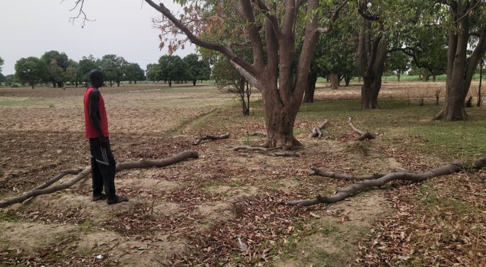 Mango trees cut down as sand mining renders soil infertile, causing fruit failure.
